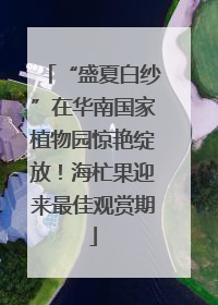 “盛夏白纱”在华南国家植物园惊艳绽放！海杧果迎来最佳观赏期