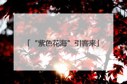 “紫色花海”引客来