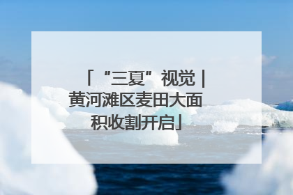 “三夏”视觉｜黄河滩区麦田大面积收割开启