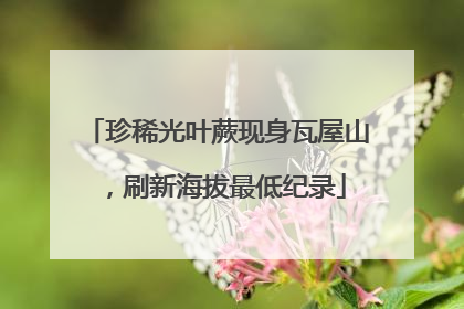珍稀光叶蕨现身瓦屋山，刷新海拔最低纪录