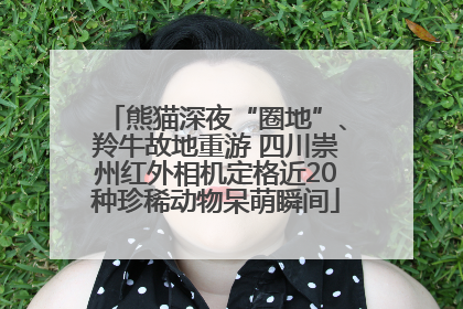 熊猫深夜“圈地”、羚牛故地重游 四川崇州红外相机定格近20种珍稀动物呆萌瞬间