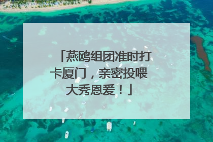 燕鸥组团准时打卡厦门，亲密投喂大秀恩爱！