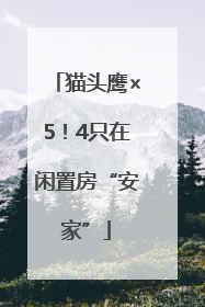 猫头鹰×5！4只在闲置房“安家”