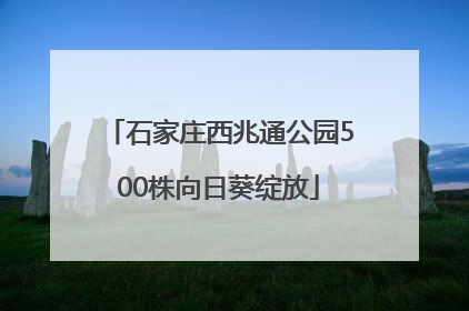 石家庄西兆通公园500株向日葵绽放