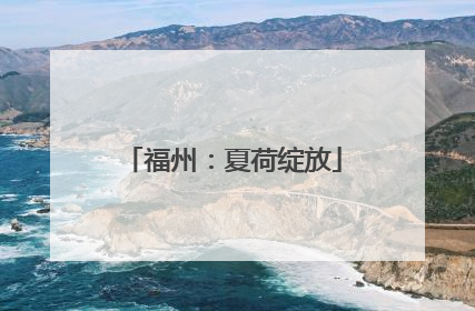 福州：夏荷绽放