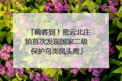 稀客到！密云北庄镇首次发现国家二级保护鸟类凤头鹰