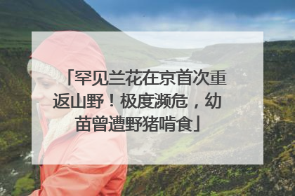 罕见兰花在京首次重返山野！极度濒危，幼苗曾遭野猪啃食