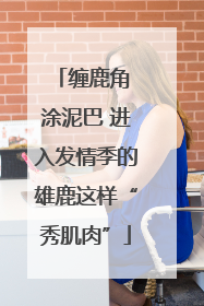 缠鹿角 涂泥巴 进入发情季的雄鹿这样“秀肌肉”