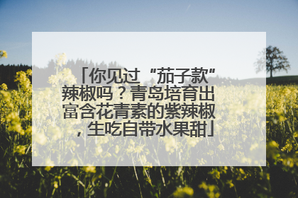 你见过“茄子款”辣椒吗？青岛培育出富含花青素的紫辣椒，生吃自带水果甜