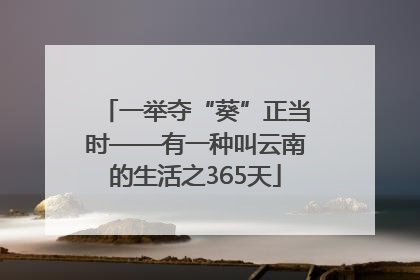 一举夺“葵”正当时——有一种叫云南的生活之365天