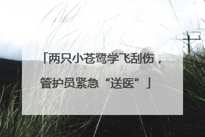 两只小苍鹭学飞刮伤，管护员紧急“送医”