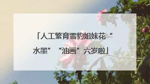 人工繁育雪豹姐妹花“水墨”“油画”六岁啦