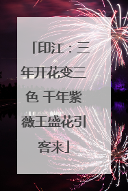 印江：三年开花变三色 千年紫薇王盛花引客来