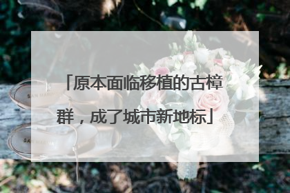 原本面临移植的古樟群，成了城市新地标