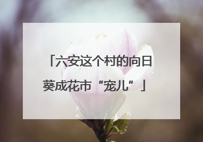 六安这个村的向日葵成花市“宠儿”