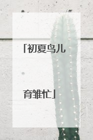 初夏鸟儿育雏忙