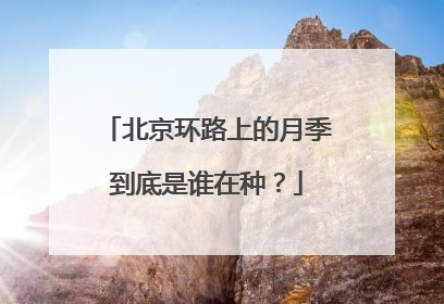北京环路上的月季到底是谁在种？