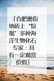 合肥罍街地砖上“惊现”多种海洋生物化石 专家：具有一定观赏价值