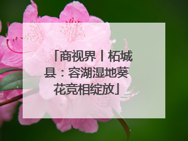 商视界丨柘城县：容湖湿地葵花竞相绽放
