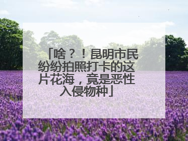 啥？！昆明市民纷纷拍照打卡的这片花海，竟是恶性入侵物种