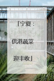 宁夏：供港蔬菜迎丰收
