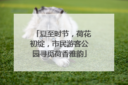 夏至时节，荷花初绽，市民游客公园寻觅荷香雅韵