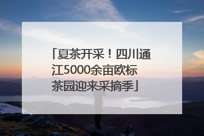 夏茶开采！四川通江5000余亩欧标茶园迎来采摘季