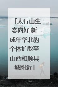 太行山生态向好 新成年华北豹个体扩散至山西和顺县城附近