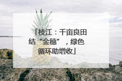 枝江：千亩良田结“金穗”，绿色循环助增收