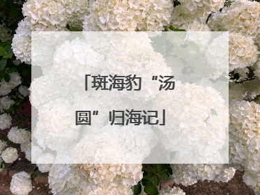 斑海豹“汤圆”归海记
