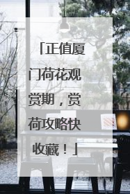 正值厦门荷花观赏期，赏荷攻略快收藏！