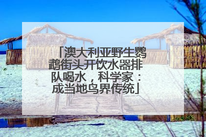 澳大利亚野生鹦鹉街头开饮水器排队喝水，科学家：成当地鸟界传统