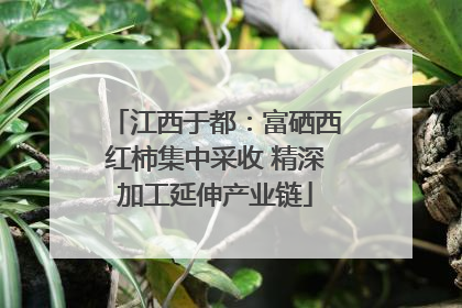 江西于都：富硒西红柿集中采收 精深加工延伸产业链