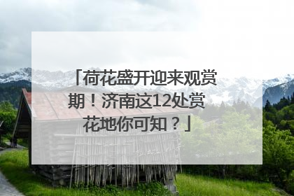 荷花盛开迎来观赏期！济南这12处赏花地你可知？