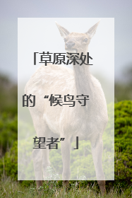 草原深处的“候鸟守望者”