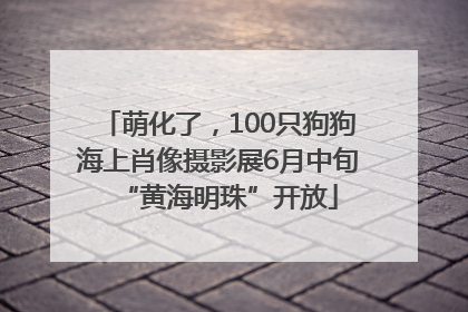 萌化了，100只狗狗海上肖像摄影展6月中旬“黄海明珠”开放
