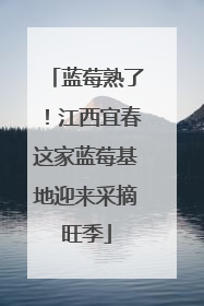 蓝莓熟了！江西宜春这家蓝莓基地迎来采摘旺季