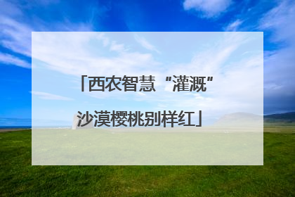 西农智慧“灌溉” 沙漠樱桃别样红