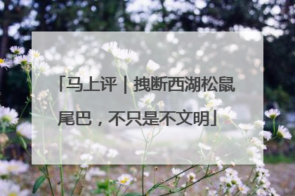马上评｜拽断西湖松鼠尾巴，不只是不文明