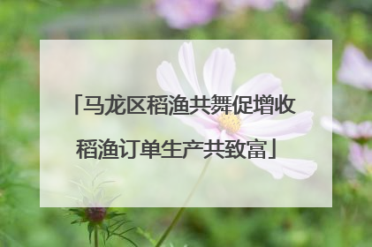 马龙区稻渔共舞促增收 稻渔订单生产共致富