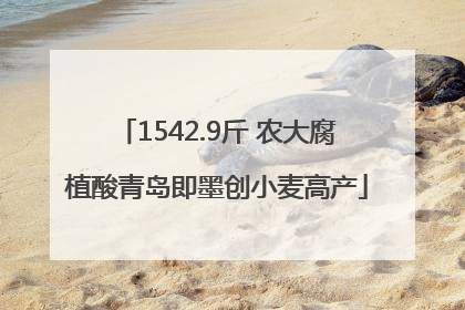 1542.9斤 农大腐植酸青岛即墨创小麦高产